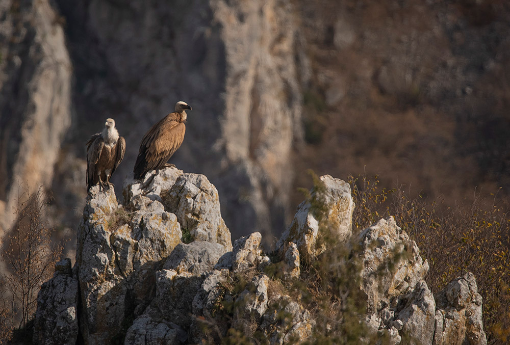 Beloglavi supovi Uvca – gde i kada ih posmatrati